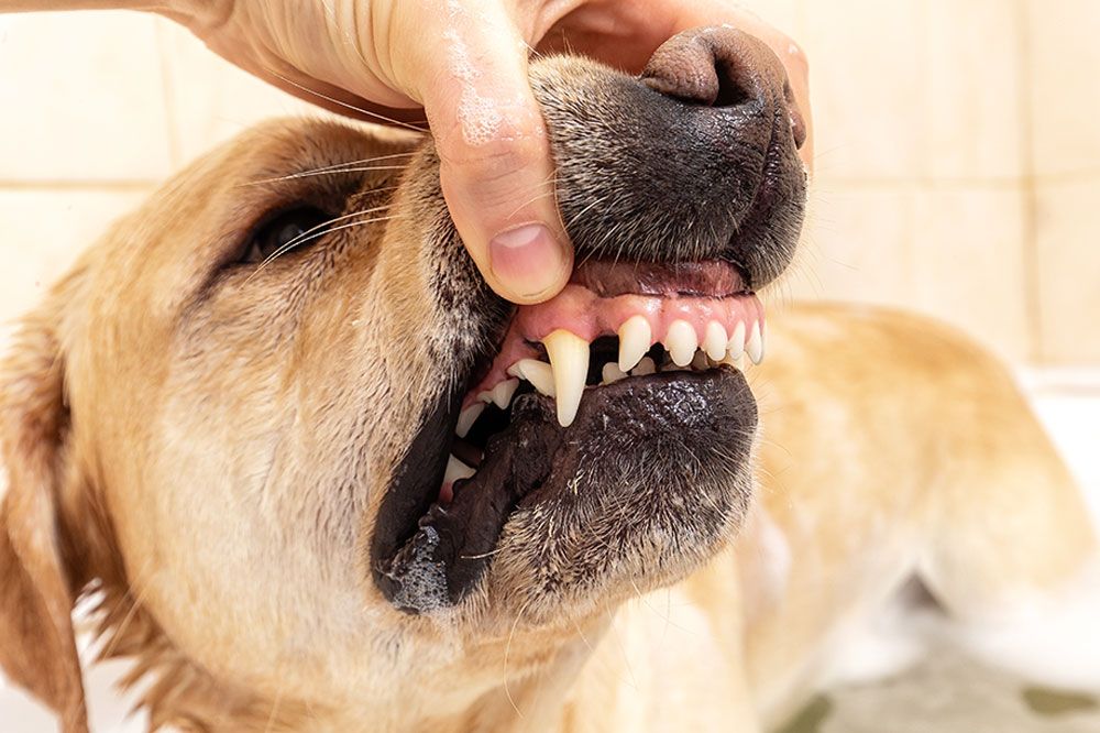 Come si forma un'ulcera orale nei cani