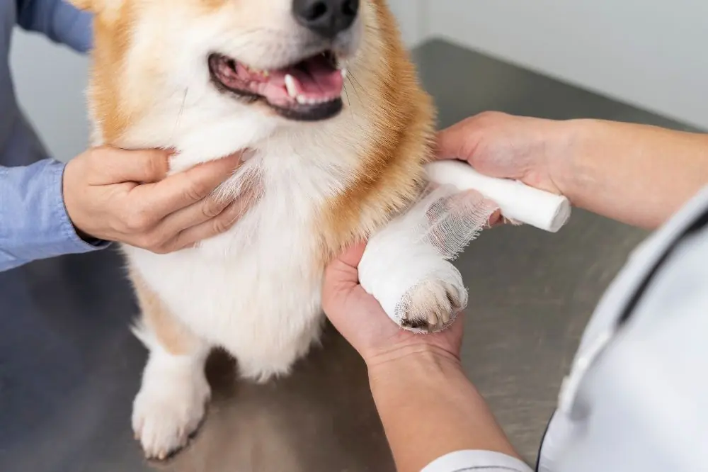 Comment est la récupération pour un chien souffrant du syndrome de Cushing chez les chiens