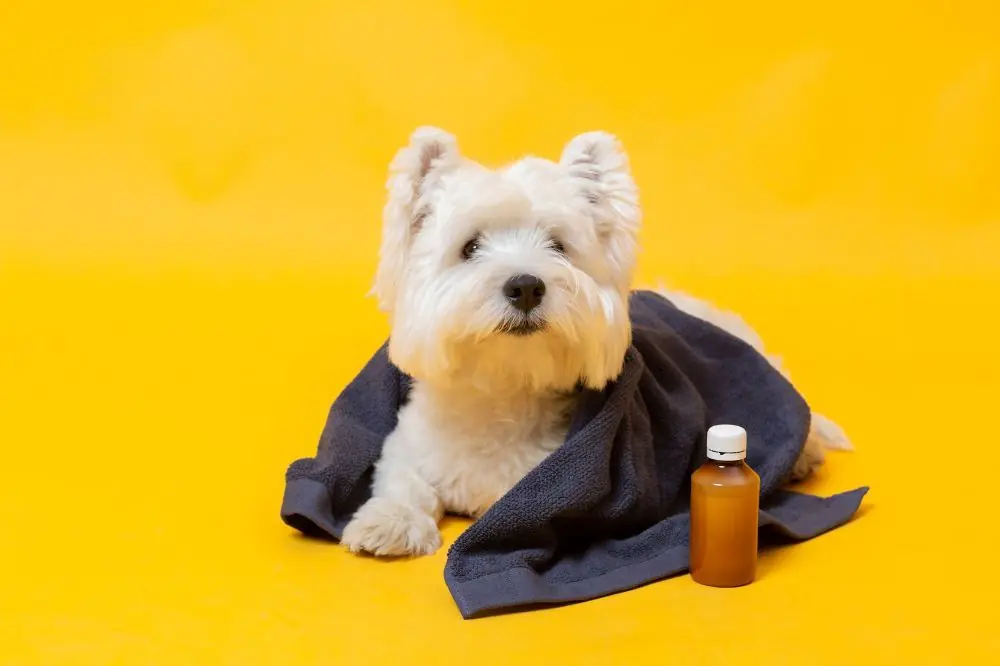 Comment guérir la bronchite chez votre chien - Un guide pour chiens malades