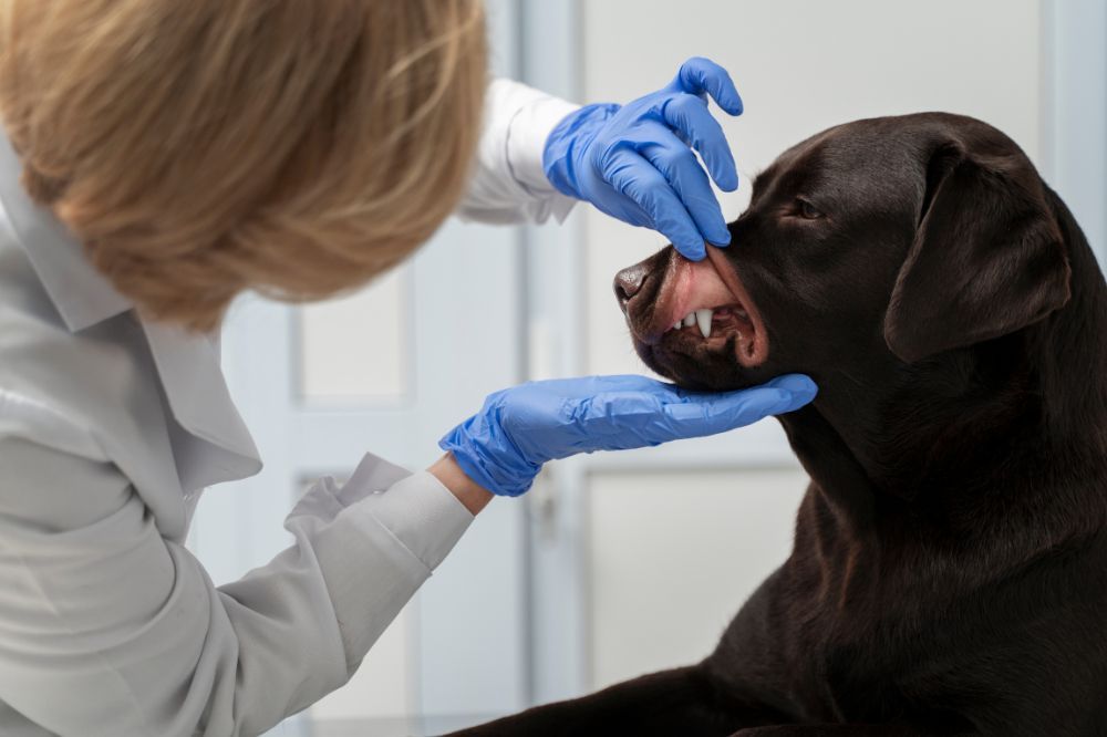 Comment prévenir la gingivite chez les chiens