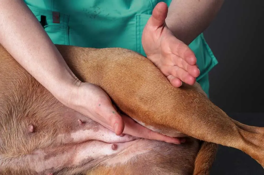 Comprendere la displasia dell'anca del cane: cosa fare per prevenirla