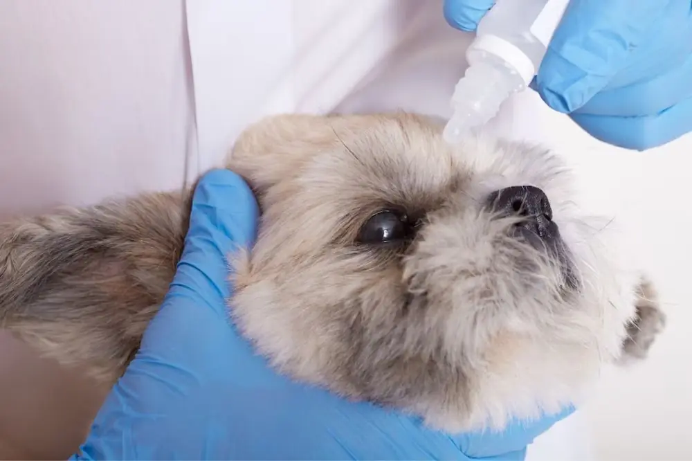 Congiuntivite cane: come prevenire e curare gli occhi del tuo amico a quattro zampe