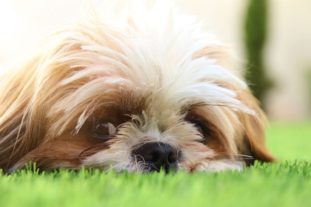 Cuidados del Mal shi