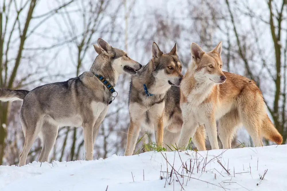 Cuidados del Perro lobo Checoslovaco