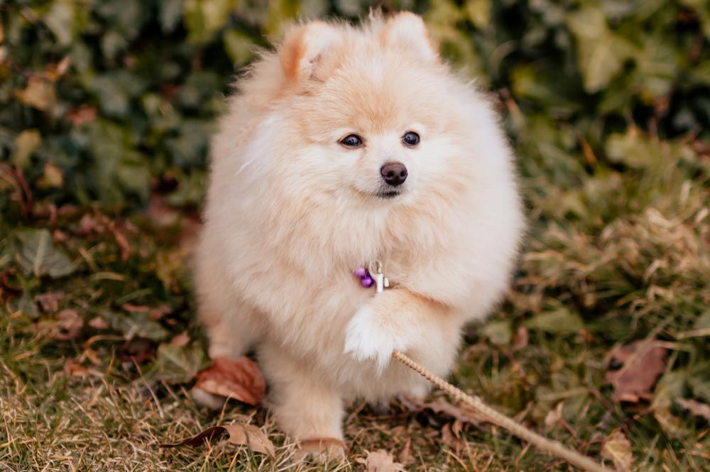 Cuidados del Pomerania