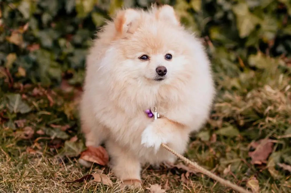 Cuidados del Pomerania