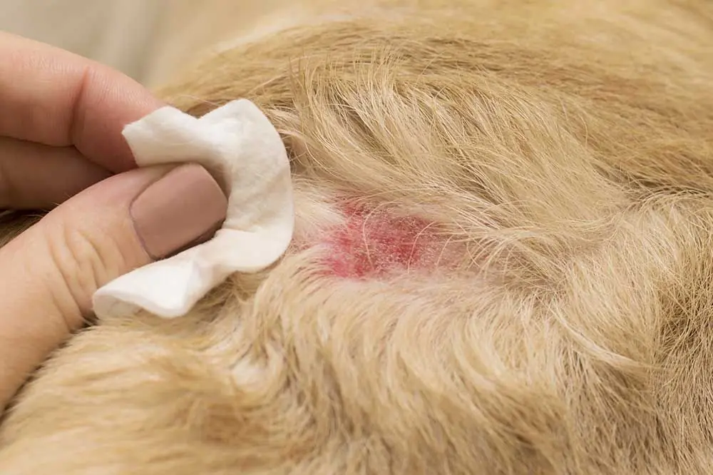 Diagnosi della tigna canina