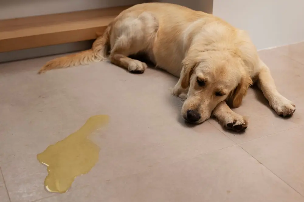 Diagnostic du sang dans l’urine
