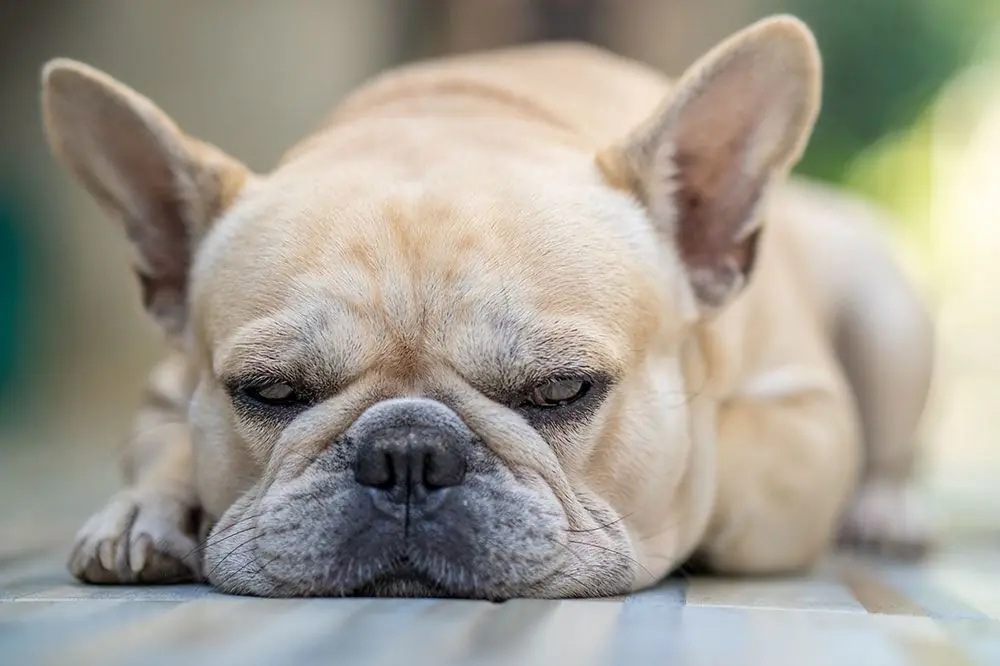 Giardia nei cani: sintomi e possibili cure