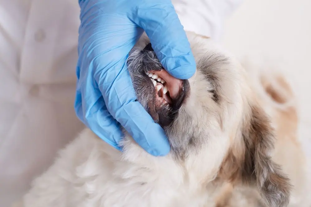 Gingivite chez le chien : comment l'éviter ?