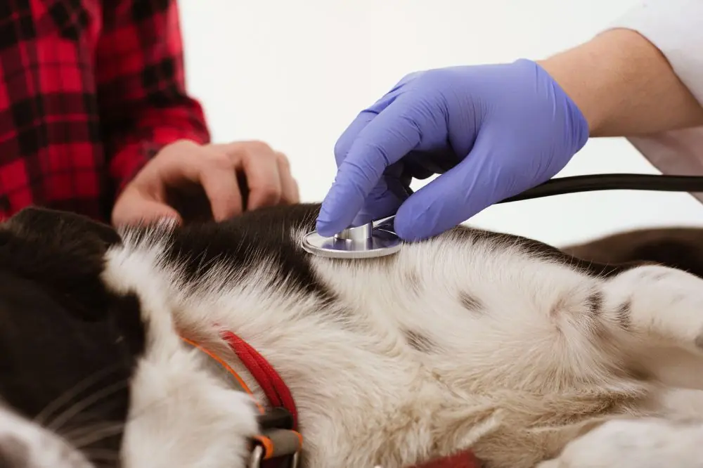 Hypothyroïdie canine : comment la détecter et la traiter ?
