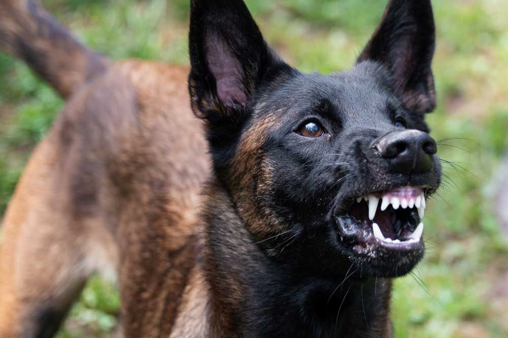 I sintomi della rabbia canina