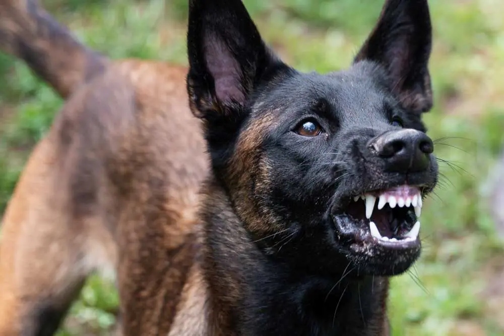 I sintomi della rabbia canina