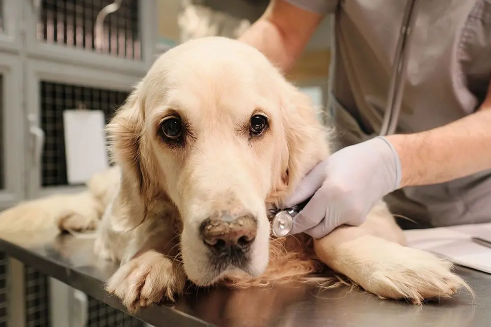 Il Diabete Canino: Come Prevenire e Curare la Malattia