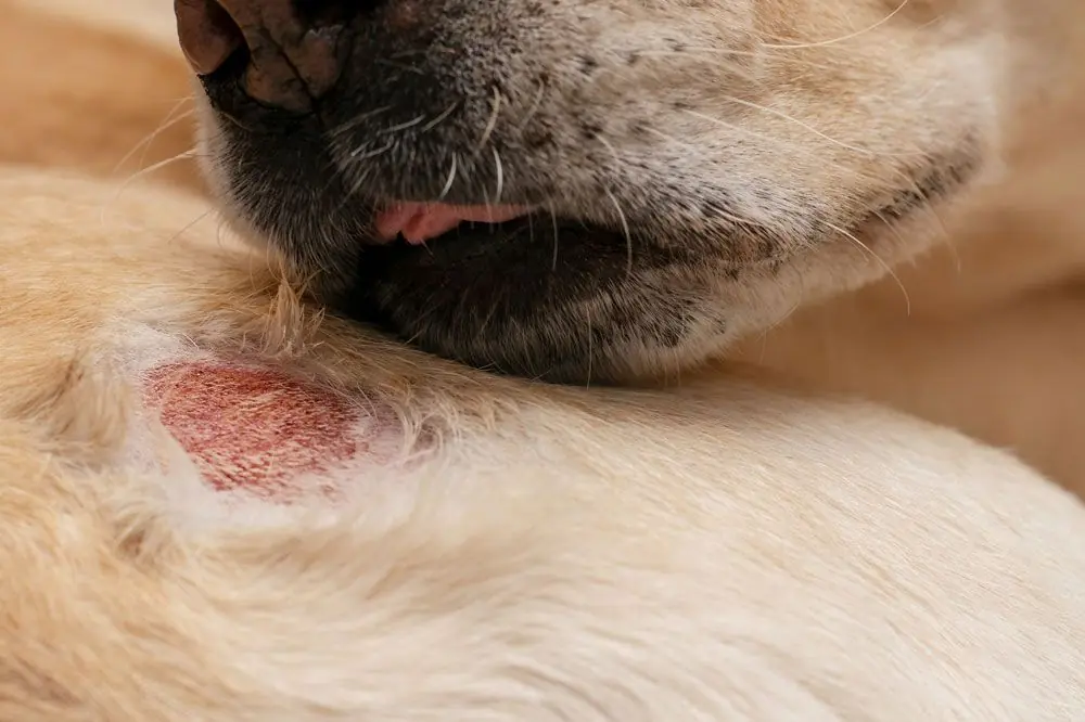 Il cane e la tigna: una minaccia invisibile per gli animali domestici