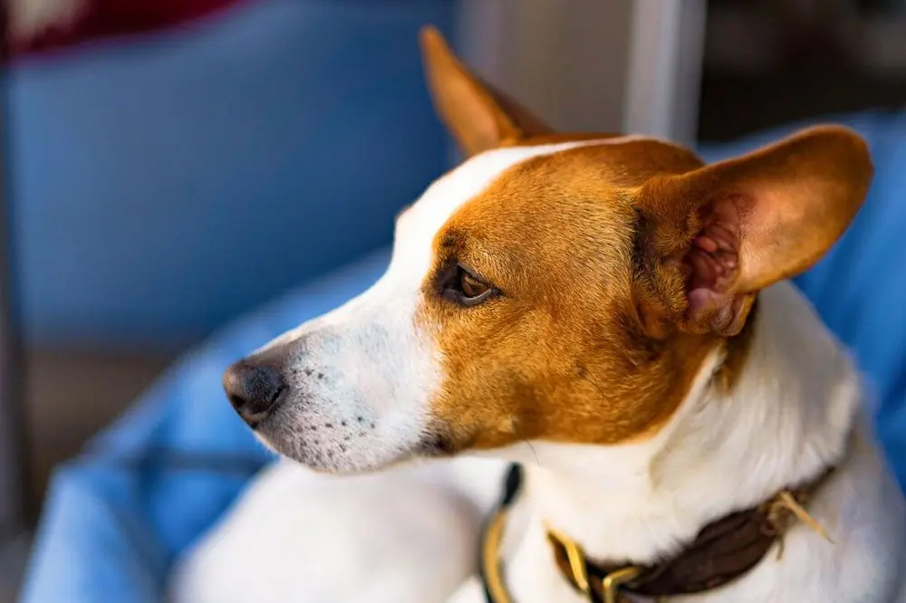 La Gastroenterite nei Cani: Come Prevenirla e Curarla