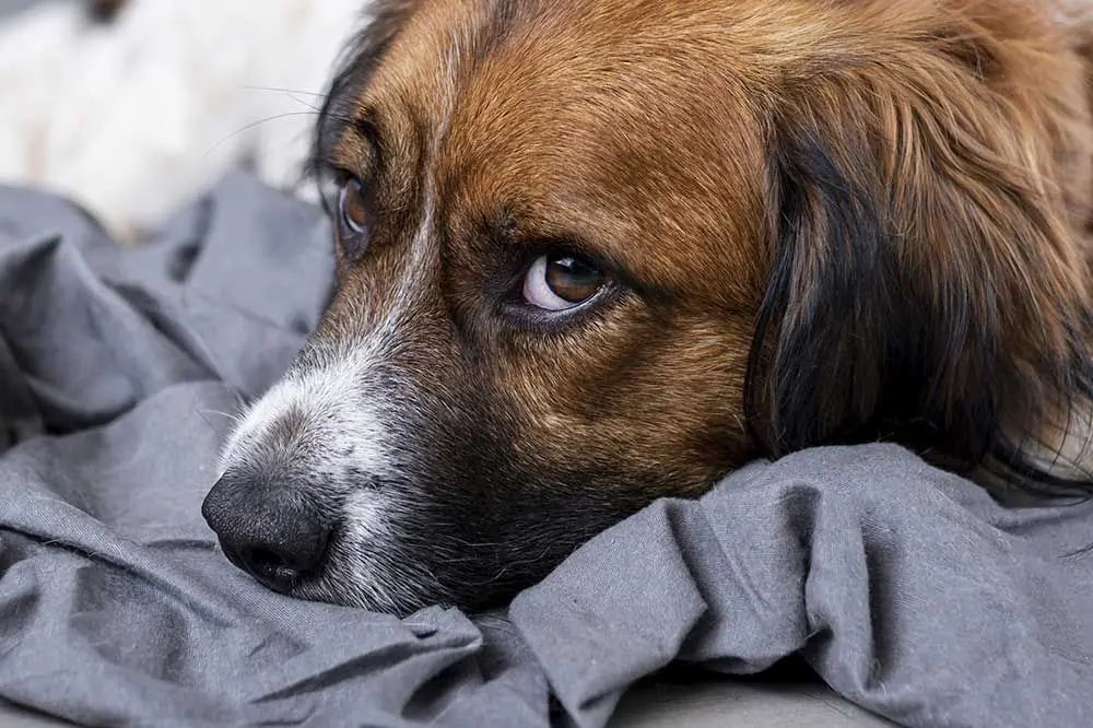 La Malattia dei Cani: Come Prevenire e Curare il Tuo Amico a Quattro Zampe