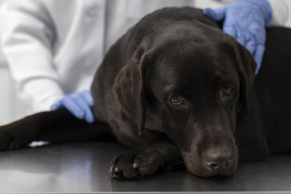 La displasia dell anca e grave