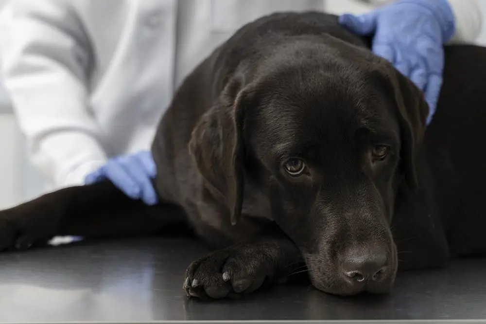 La displasia dell anca e grave