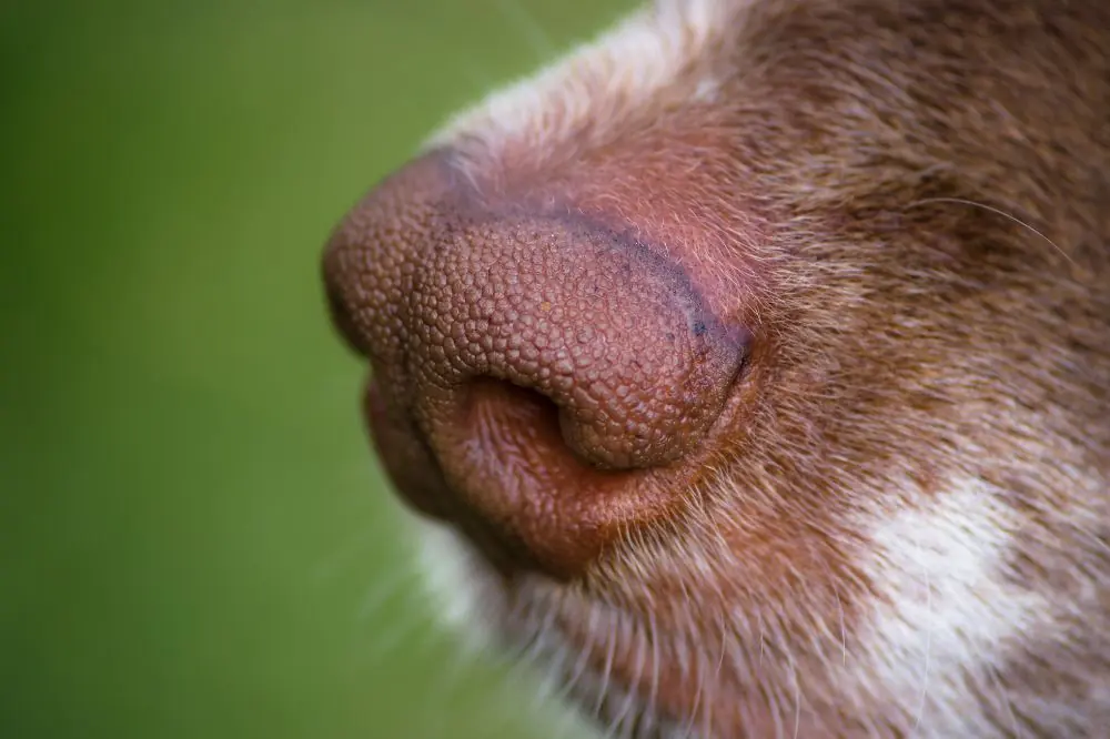 Le allergie dei cani: comprendere e gestire i sintomi