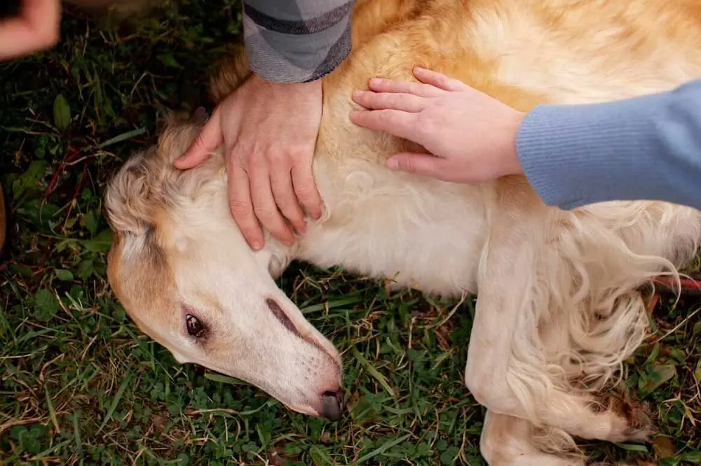 Le Crisi Epilettiche del Cane: Come Prevenirle e Come Affrontarle