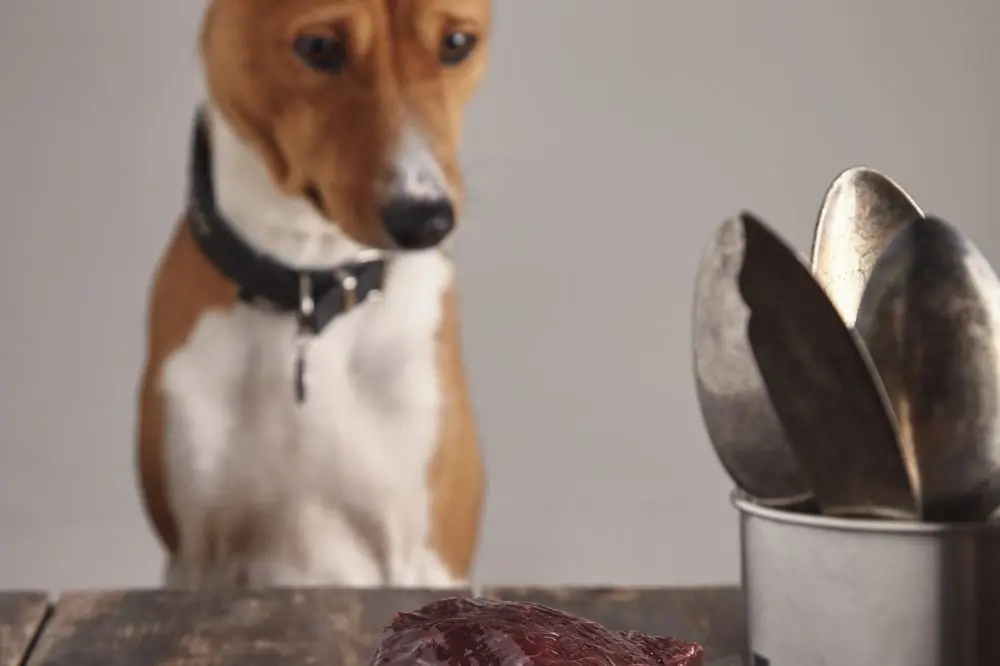 Les 10 aliments les plus dangereux pour les chiens - Êtes-vous conscient?