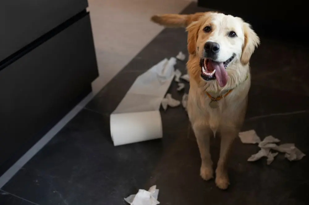 Diarrhée chez le chien : comment prévenir et traiter une affection commune