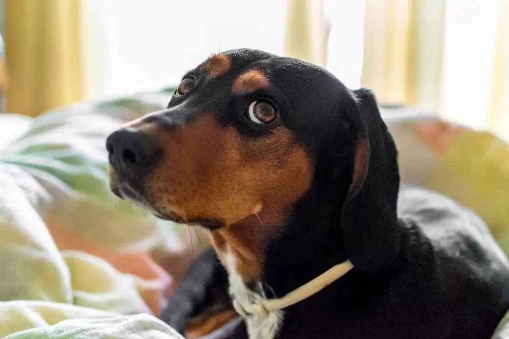 Lotta contro i Problemi Cardiaci del Cane: come prevenire e curare