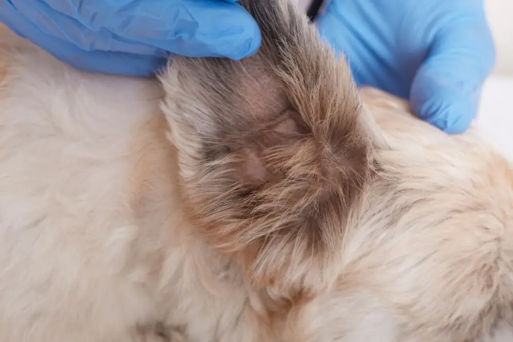 Luttez Contre la Dermatite Atopique Chez le Chien - Les Meilleurs Conseils et Traitements!