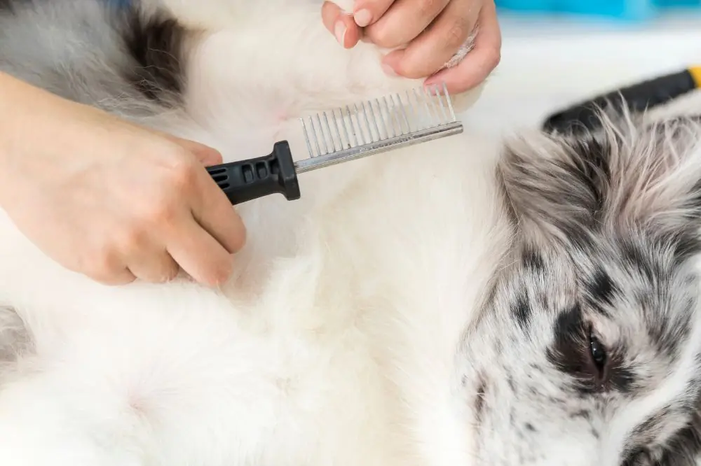 Maladie de Cushing chez le chien: Comment prendre soin de votre chien atteint de cette maladie