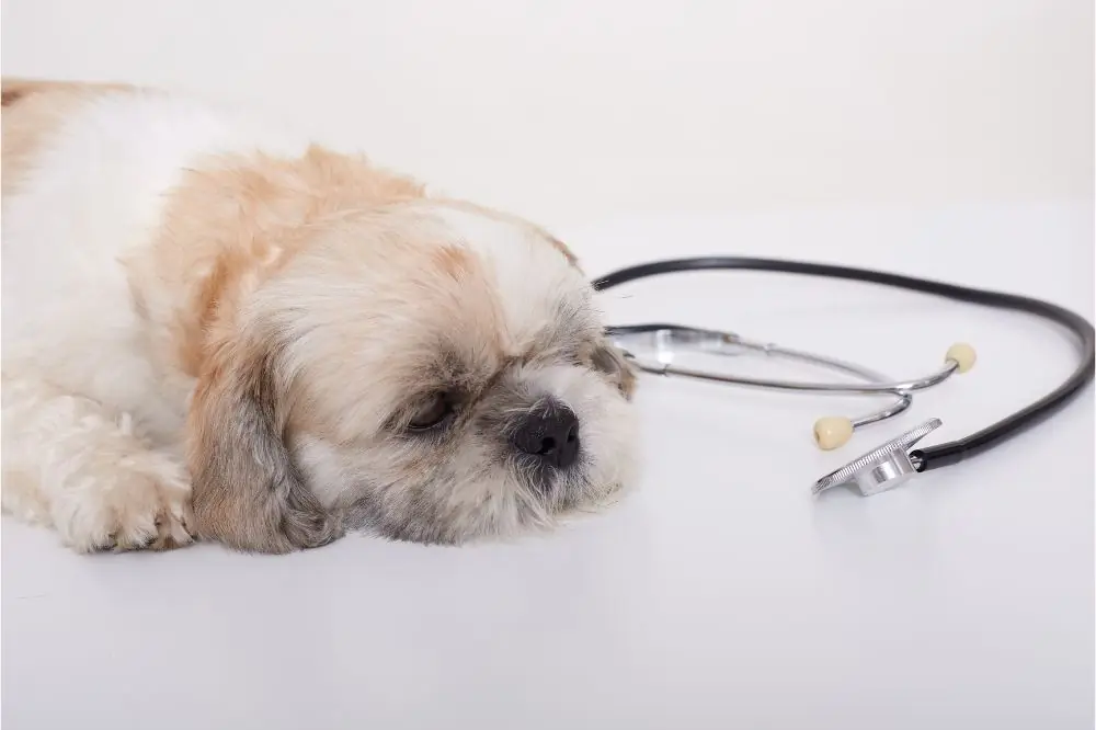 Maladie de Lyme chez le Chien : Comment la Prévenir et la Traiter?