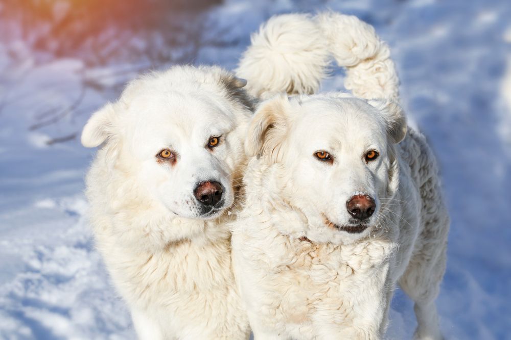 Two,Adult,White,Large,Dogs,(,Slovak,Cuvac,),In