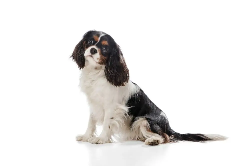 Maladies spécifiques du Cavalier King Charles comment les traiter et comment les prévenir