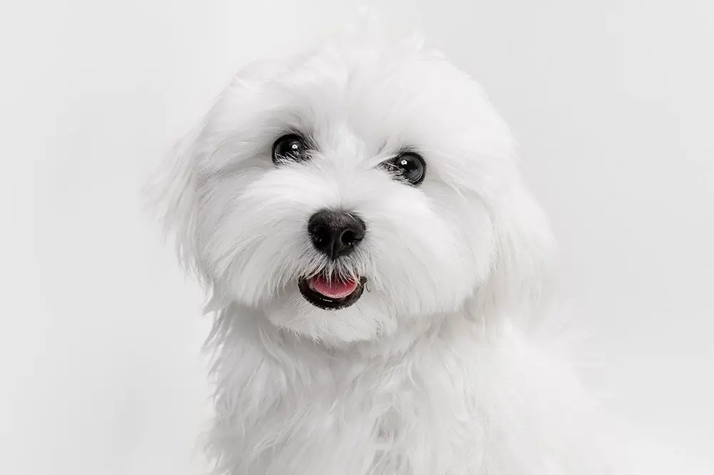 Malattie più Frequenti nei Cani Maltesi: Tutto Quello che Devi Sapere