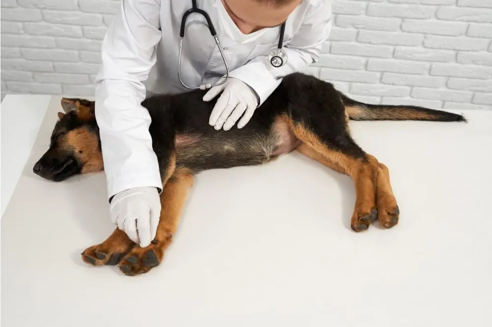 Mon chien peut il me transmettre la maladie de Lyme