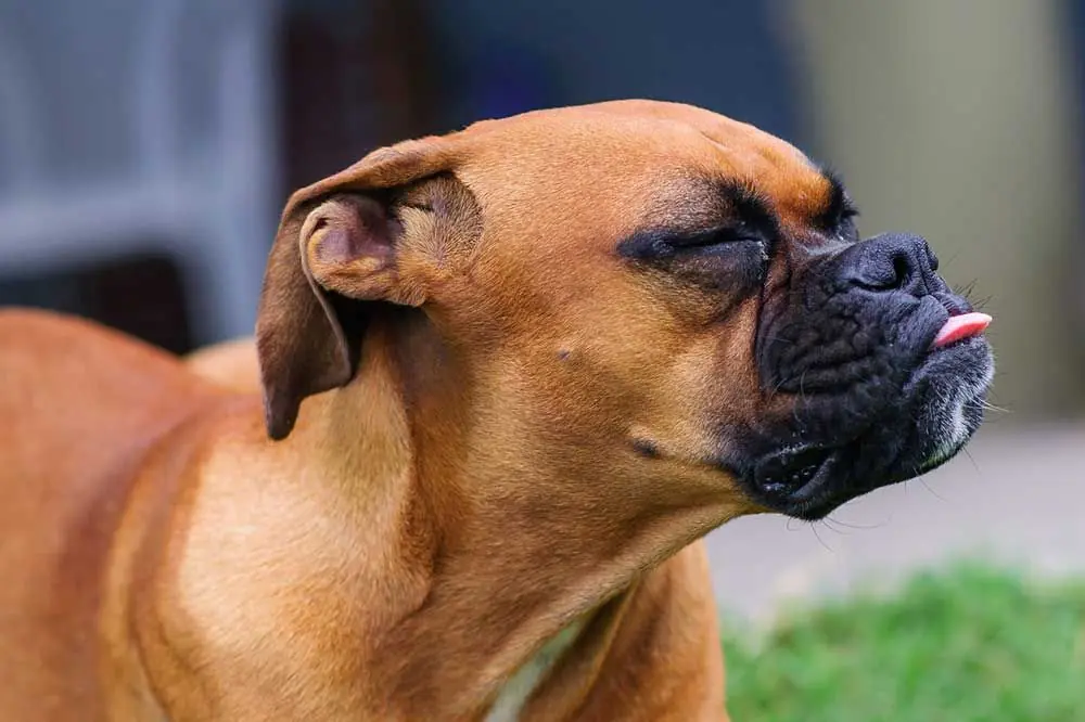 Perché il tuo cane ha mal di gola?