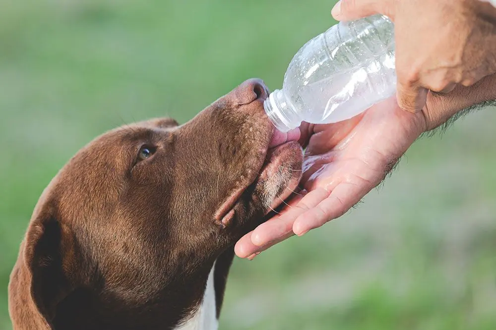 Perché il tuo cane vomita acqua?