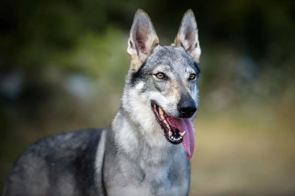 Perro Lobo Checoslovaco: Características, Cuidados y Carácter      