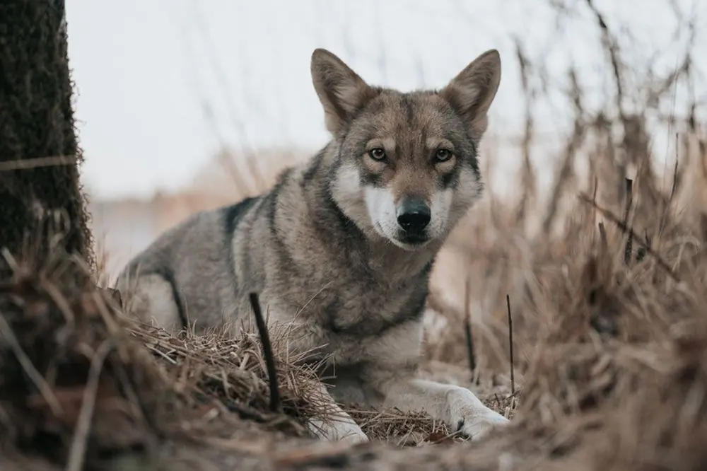 Perro Lobo de Saarloos: Características, Cuidados y Carácter