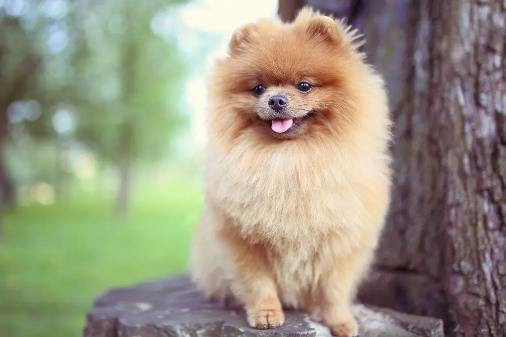 Pomerania: Conoce todo sobre esta raza de perros