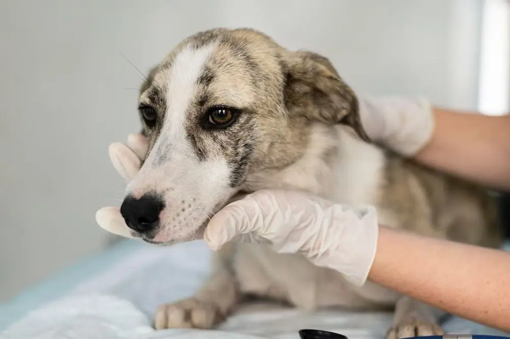 Prevenire le malattie cutanee del cane: una guida pratica