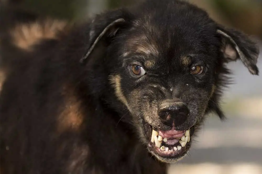 Prevenzione della rabbia dei cani