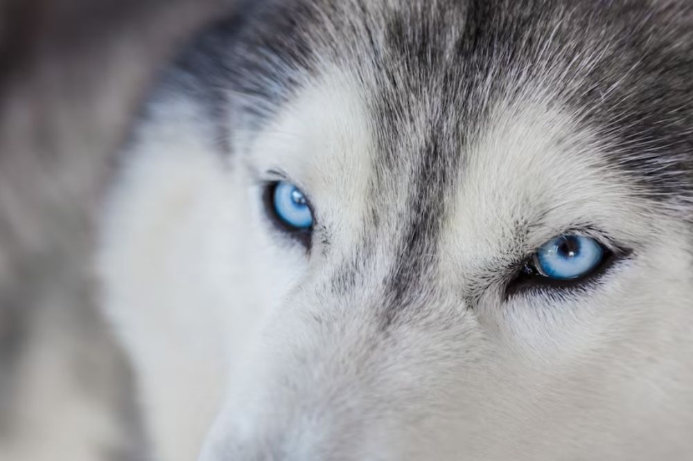 Prevenzione per la congiuntivite dei cani