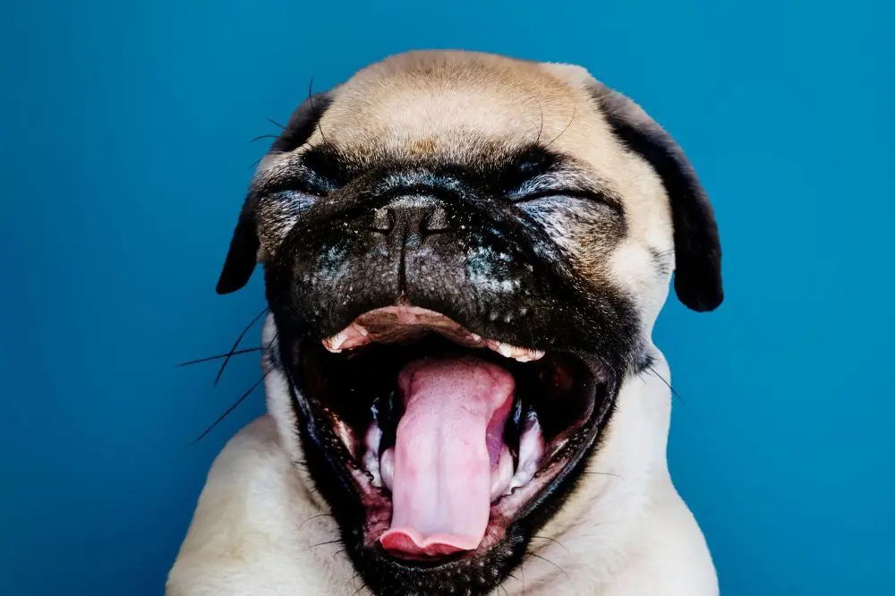 Principaux risques liés au tartre