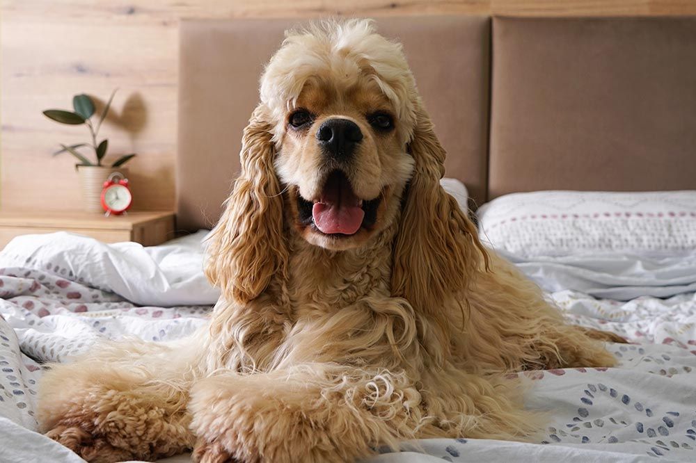 Problemas del Cocker spaniel americano