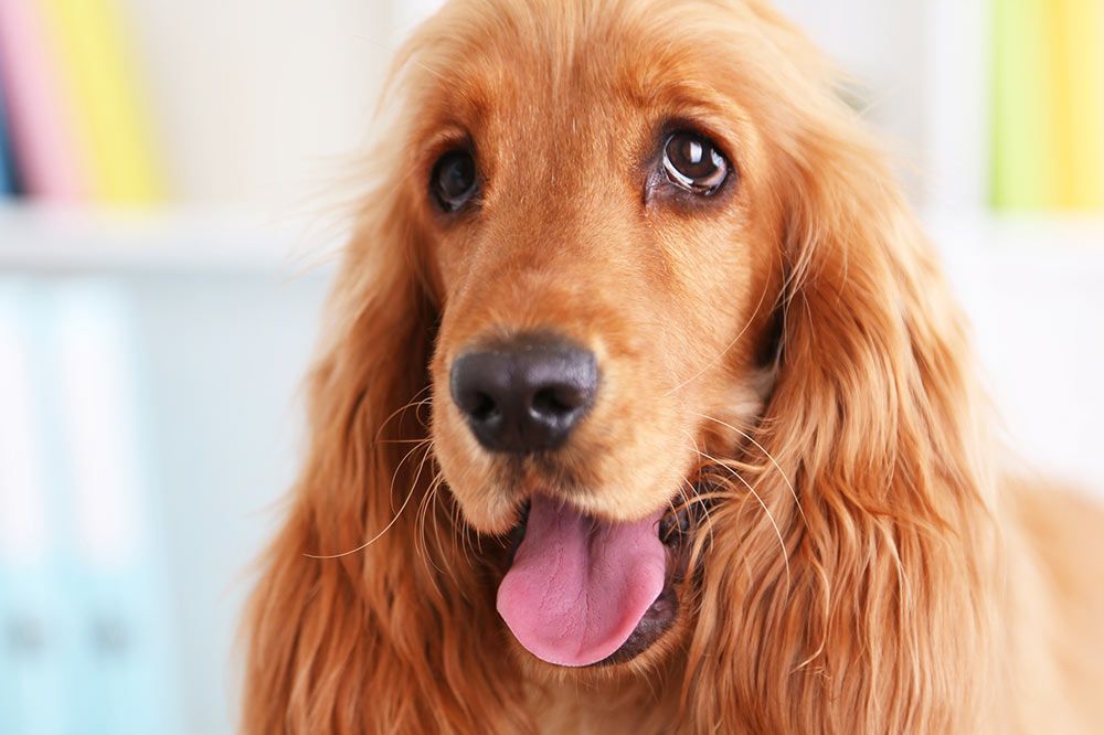 Problemas del Cocker spaniel inglES