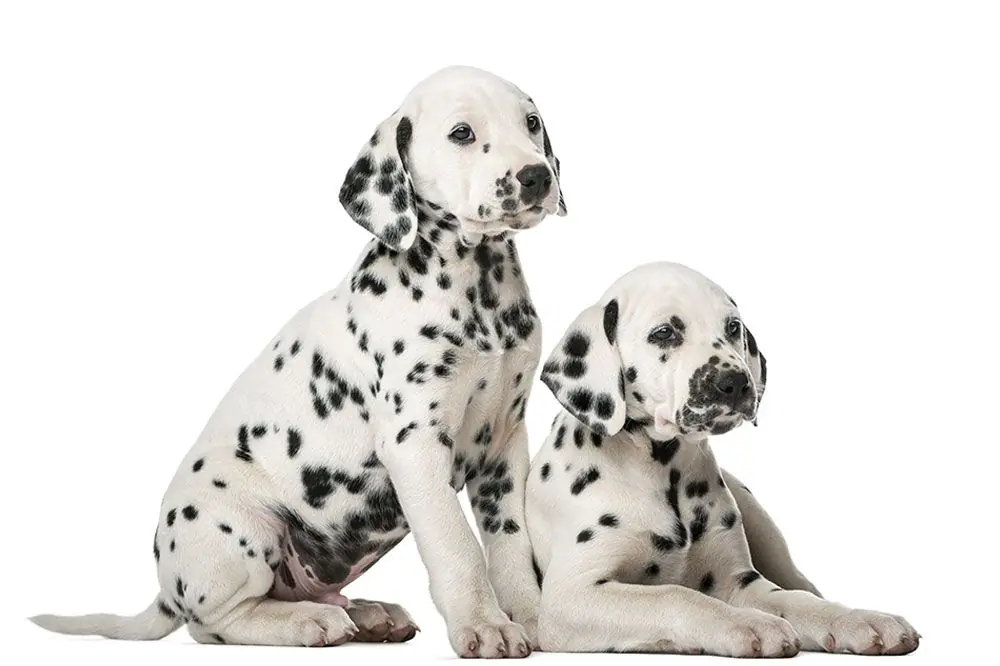 Problemas mas comunes del Dalmata