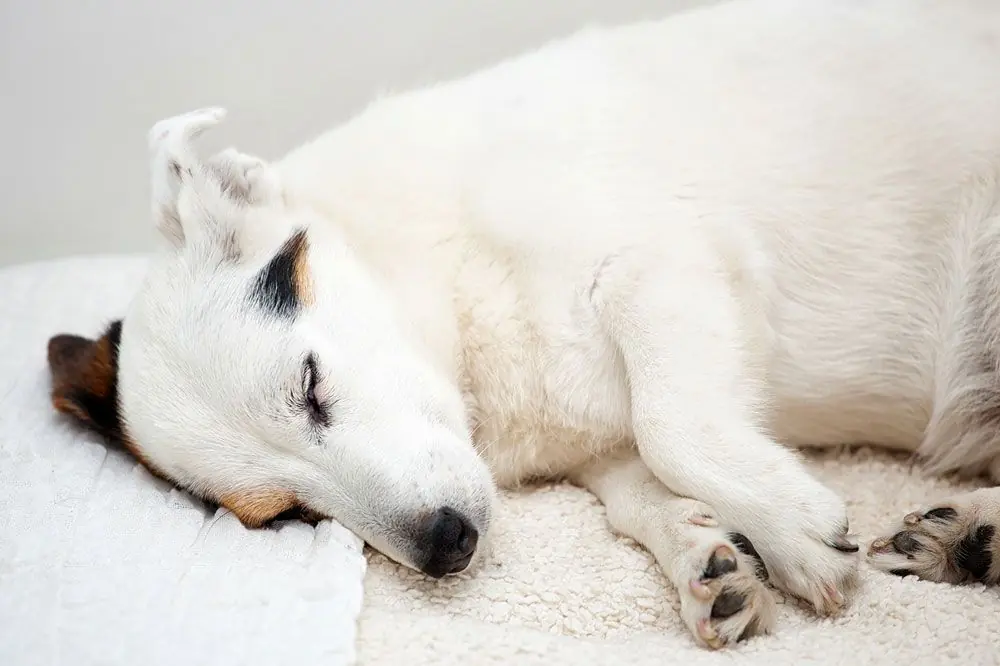 Problemi Intestinali nei Cani: Come Riconoscerli e Risolvere il Problema