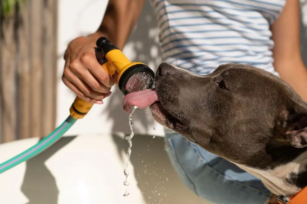 Protégez votre chien contre les coups de chaleur : astuces et conseils utiles.