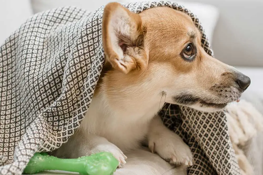 Quali sono i sintomi principali